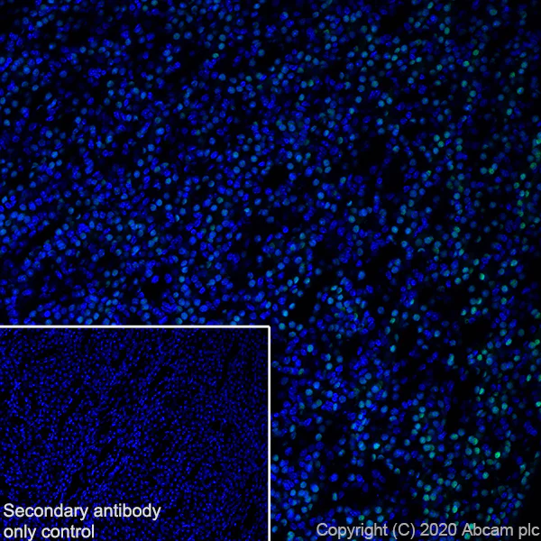 Immunohistochemistry (Frozen sections) - Anti-PAX8 antibody [EPR23508-20] - BSA and Azide free (AB275259)