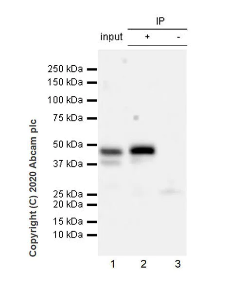 Immunoprecipitation - Anti-PAX8 antibody [EPR23508-20] - BSA and Azide free (AB275259)