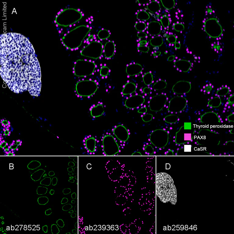 Multiplex immunohistochemistry - Anti-PAX8 antibody [EPR23508-20] - BSA and Azide free (AB275259)