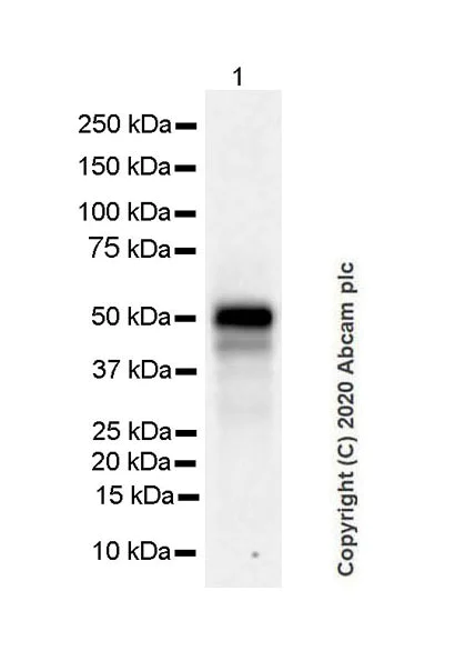 Western blot - Anti-PAX8 antibody [EPR23508-20] - BSA and Azide free (AB275259)
