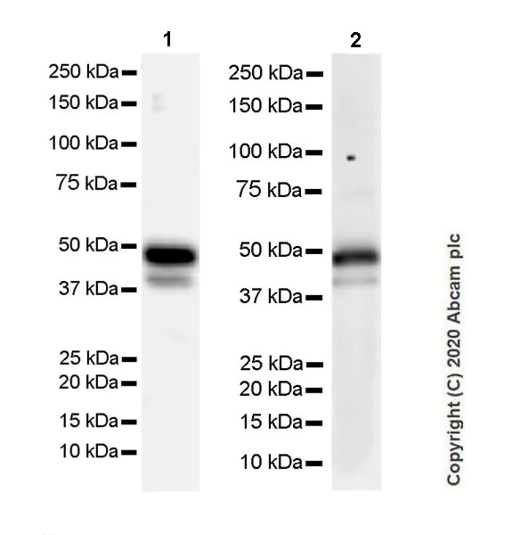 Western blot - Anti-PAX8 antibody [EPR23508-20] - BSA and Azide free (AB275259)