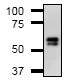 Immunoprecipitation - Anti-PAX8 antibody [PAX8R1] (AB53490)