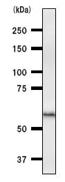 Western blot - Anti-PAX8 antibody [PAX8R1] (AB53490)