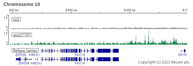 ChIC/CUT&RUN sequencing - Anti-PAX8 antibody [SP348] - BSA and Azide free (AB242429)