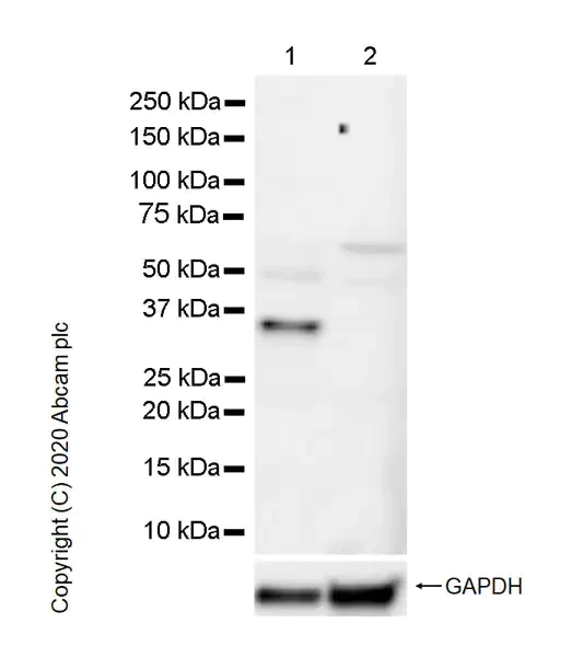 Western blot - Anti-PAX9 antibody [7C2] (AB28538)