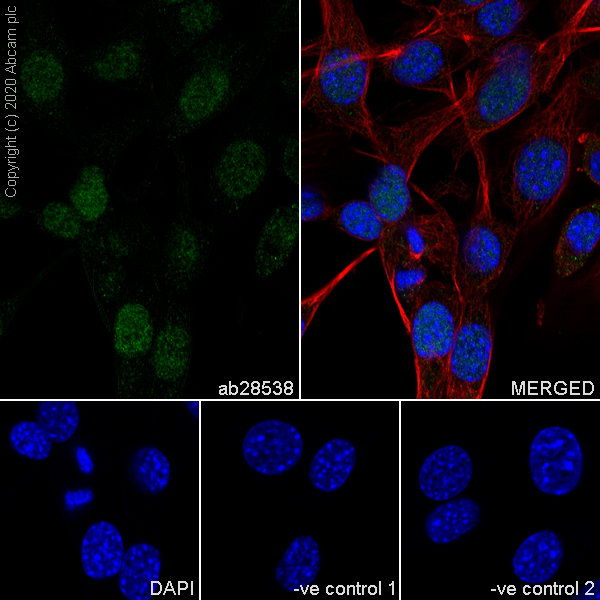 Immunocytochemistry/ Immunofluorescence - Anti-PAX9 antibody [7C2] - BSA and Azide free (AB255977), expandable thumbnail