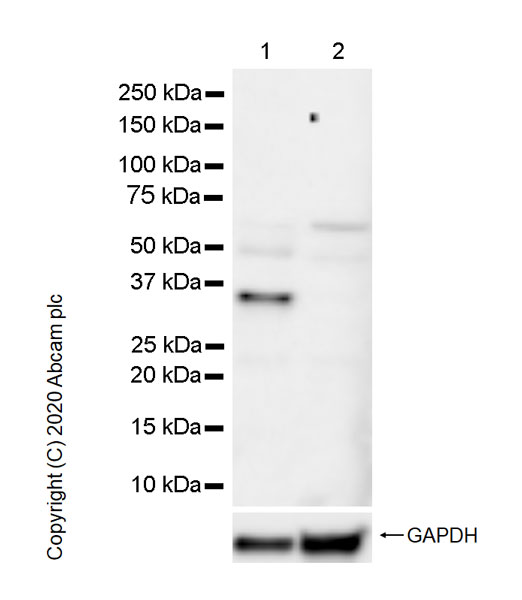 Western blot - Anti-PAX9 antibody [7C2] - BSA and Azide free (AB255977), expandable thumbnail