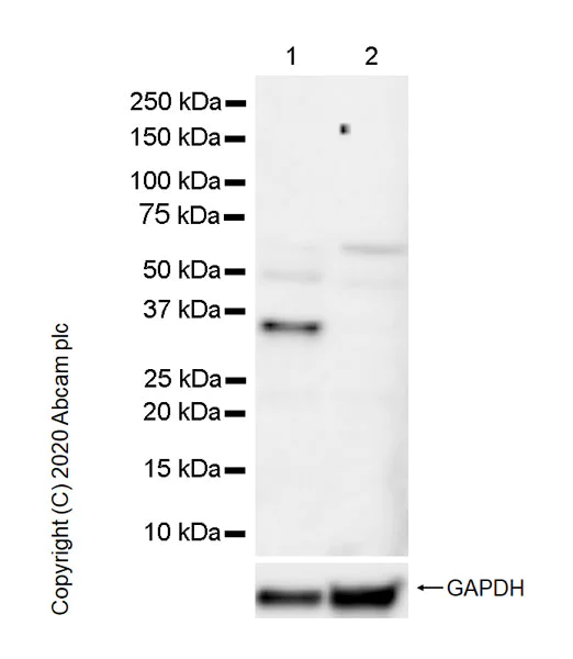 Western blot - Anti-PAX9 antibody [7C2] - BSA and Azide free (AB255977)