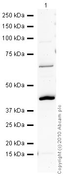 Western blot - Anti-Paxillin antibody (AB2264)