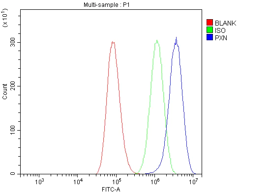 Flow Cytometry - Anti-Paxillin antibody - C-terminal (AB191007)