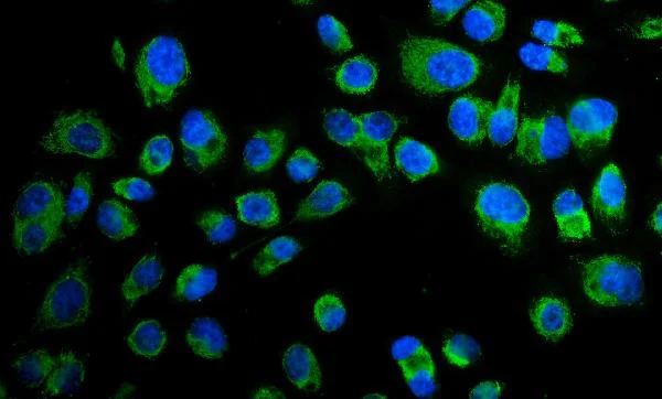 Immunocytochemistry - Anti-Paxillin antibody - C-terminal (AB191007)