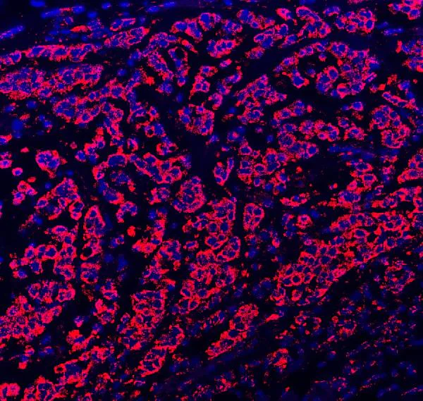 Immunocytochemistry - Anti-Paxillin antibody - C-terminal (AB191007)