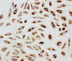 Immunocytochemistry - Anti-Paxillin antibody - C-terminal (AB191007)