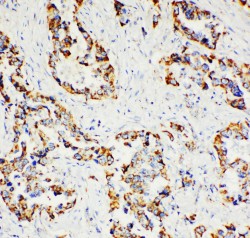 Immunohistochemistry (Formalin/PFA-fixed paraffin-embedded sections) - Anti-Paxillin antibody - C-terminal (AB191007)
