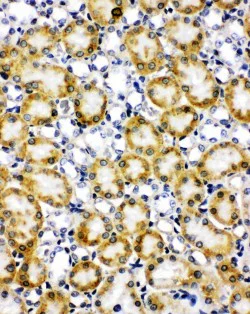 Immunohistochemistry (Frozen sections) - Anti-Paxillin antibody - C-terminal (AB191007)
