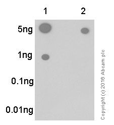 Dot Blot - Anti-Paxillin antibody [E228] (ab32115), expandable thumbnail