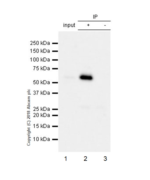 Immunoprecipitation - Anti-Paxillin antibody [E228] (AB32115), expandable thumbnail