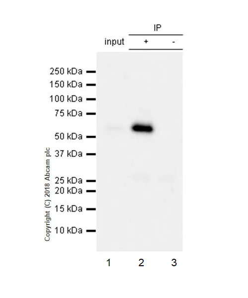 Immunoprecipitation - Anti-Paxillin antibody [E228] (AB32115)