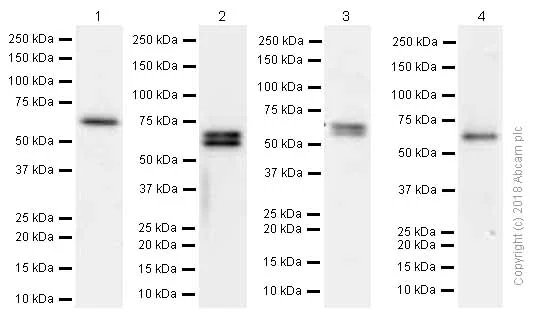 Western blot - Anti-Paxillin antibody [E228] (AB32115)
