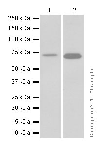 Western blot - Anti-Paxillin antibody [E228] (ab32115), expandable thumbnail
