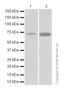 Western blot - Anti-Paxillin antibody [E228] (AB32115)