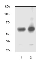 Western blot - Anti-Paxillin antibody [E228] (AB32115)