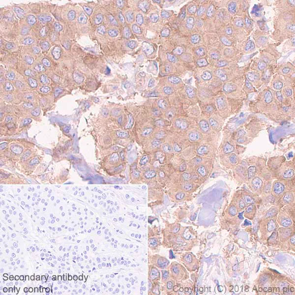 Immunohistochemistry (Formalin/PFA-fixed paraffin-embedded sections) - Anti-Paxillin antibody [E228] - BSA and Azide free (AB238950)