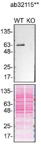 Western blot - Anti-Paxillin antibody [E228] - BSA and Azide free (AB238950)