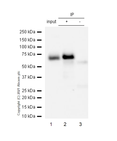 Immunoprecipitation - Anti-Paxillin antibody [Y113] (AB32084)