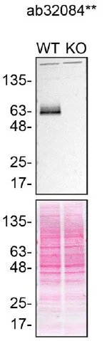 Western blot - Anti-Paxillin antibody [Y113] (AB32084)