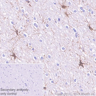 Immunohistochemistry (Formalin/PFA-fixed paraffin-embedded sections) - Anti-Paxillin antibody [Y113] - BSA and Azide free (AB216652)