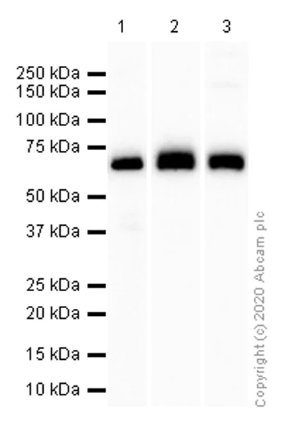 Western blot - Anti-Paxillin antibody [Y113] - BSA and Azide free (AB216652)