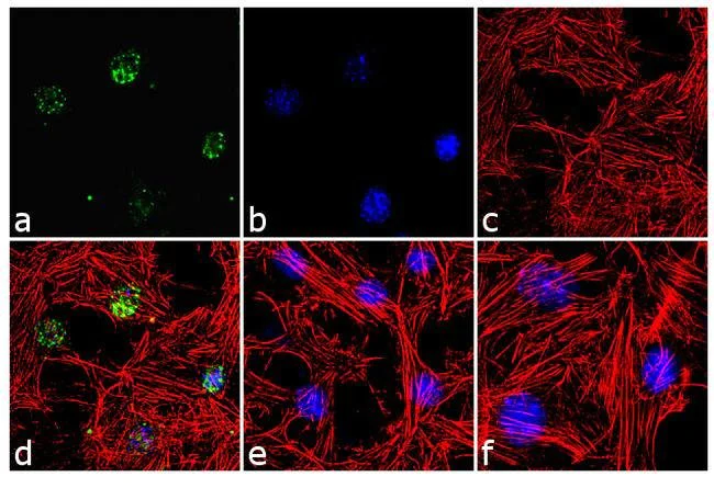 Immunocytochemistry/ Immunofluorescence - Anti-Paxillin (phospho S126) antibody (AB24402)