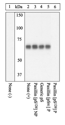 Western blot - Anti-Paxillin (phospho S126) antibody (AB24402)