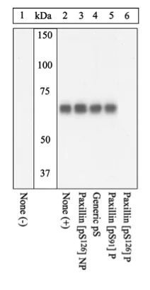 Western blot - Anti-Paxillin (phospho S126) antibody (AB24402)