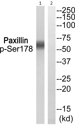 Western blot - Anti-Paxillin (phospho S178) antibody (AB193677)