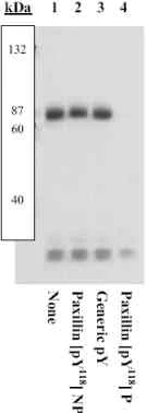 Western blot - Anti-Paxillin (phospho Y118) antibody (AB4833)