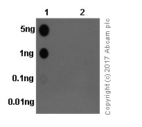Dot Blot - Anti-Paxillin (phospho Y118) antibody [EPR1903] (AB109547), expandable thumbnail