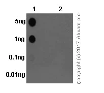Dot Blot - Anti-Paxillin (phospho Y118) antibody [EPR1903] (AB109547)