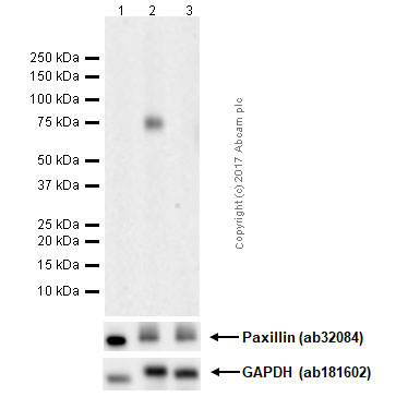 Western blot - Anti-Paxillin (phospho Y118) antibody [EPR1903] (AB109547), expandable thumbnail