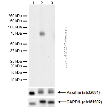 Western blot - Anti-Paxillin (phospho Y118) antibody [EPR1903] (AB109547)