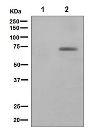 Western blot - Anti-Paxillin (phospho Y118) antibody [EPR1903] (AB109547), expandable thumbnail