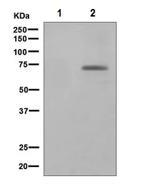 Western blot - Anti-Paxillin (phospho Y118) antibody [EPR1903] (AB109547)