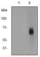 Western blot - Anti-Paxillin (phospho Y181) antibody [EP41(2)Y] - BSA and Azide free (AB284748)