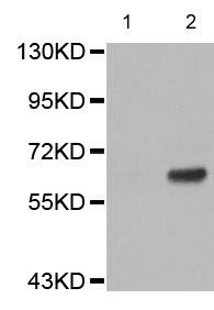 Western blot - Anti-Paxillin (phospho Y31) antibody (AB194755)