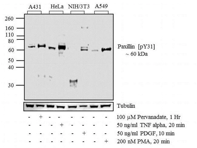 Western blot - Anti-Paxillin (phospho Y31) antibody (AB4832)