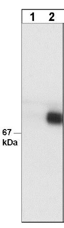 Western blot - Anti-Paxillin (phospho Y31) antibody [M102] (AB24786)