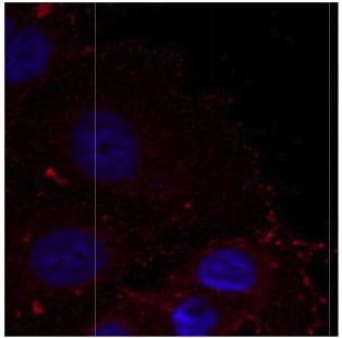 Immunocytochemistry/ Immunofluorescence - Anti-Paxillin (phospho Y88) antibody (AB131446)