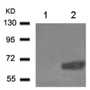 Western blot - Anti-Paxillin (phospho Y88) antibody (AB131446)
