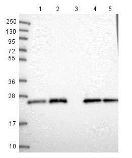 Anti-PAXX antibody
